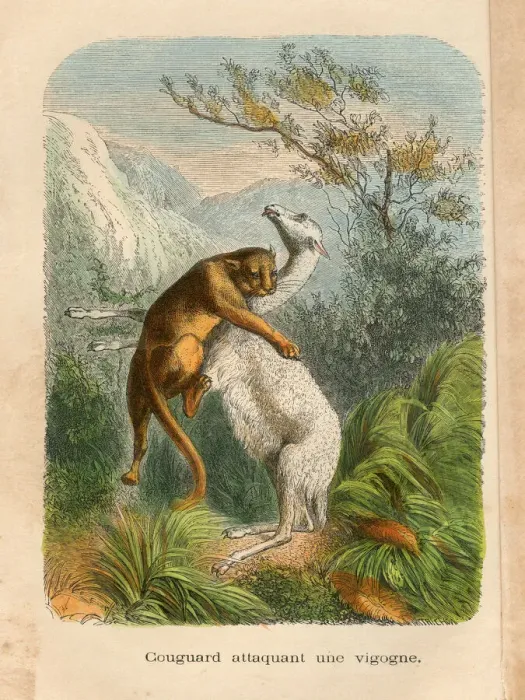 Framed Print : Mountain Lion attacking a vicuna engraving chromolitography 1880 Framed Print : Mountain Lion attacking a vicuna engraving chromolitography 1880