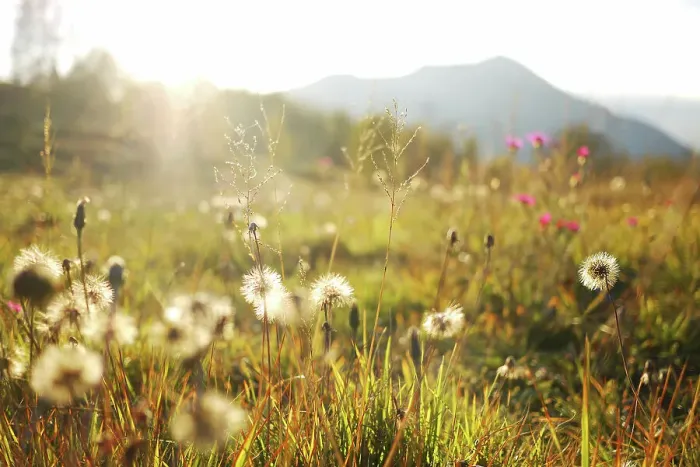 Framed Print : Mountain meadow with hawkweed seeds, low angle view