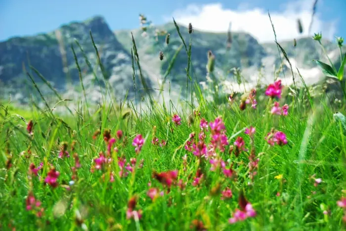Framed Print : Mountain meadow with pink flowers Framed Print : Mountain meadow with pink flowers