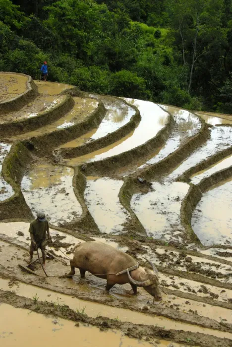 Framed Print : Mountain paddy, irrigated rice terraces, farmer tilling and plowing the field with a water buffalo, Phongsali district and province, Laos, Southeast Asia, Asia Framed Print : Mountain paddy, irrigated rice terraces, farmer tilling and plowing the field with a water buffalo, Phongsali district and province, Laos, Southeast Asia, Asia