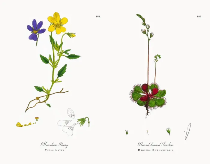 Framed Print : Mountain Pansy, Viola Latea, Victorian Botanical Illustration, 1863