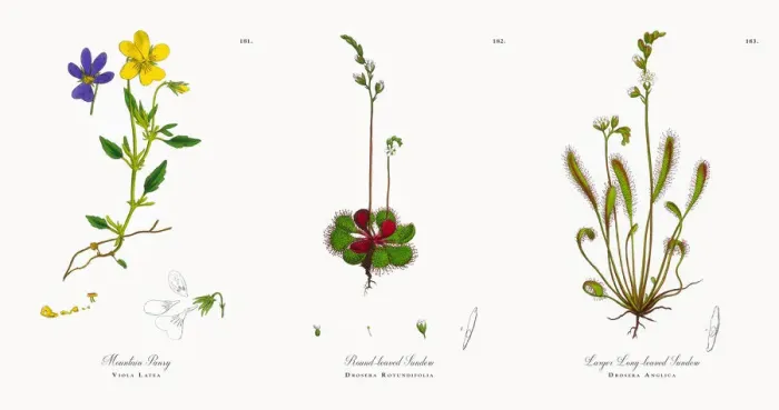 Framed Print : Mountain Pansy, Viola Latea, Victorian Botanical Illustration, 1863 Framed Print : Mountain Pansy, Viola Latea, Victorian Botanical Illustration, 1863