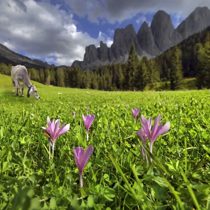 Framed Print : Mountain pasture with a dairy cow and flowers, after a thunderstorm, Zanser Alm alp, Santa Maddalena, Villnoess or Funes Valley, Geisler Group, Odle Mountains, Dolomites, South Tyrol, Italy, Europe Framed Print : Mountain pasture with a dairy cow and flowers, after a thunderstorm, Zanser Alm alp, Santa Maddalena, Villnoess or Funes Valley, Geisler Group, Odle Mountains, Dolomites, South Tyrol, Italy, Europe