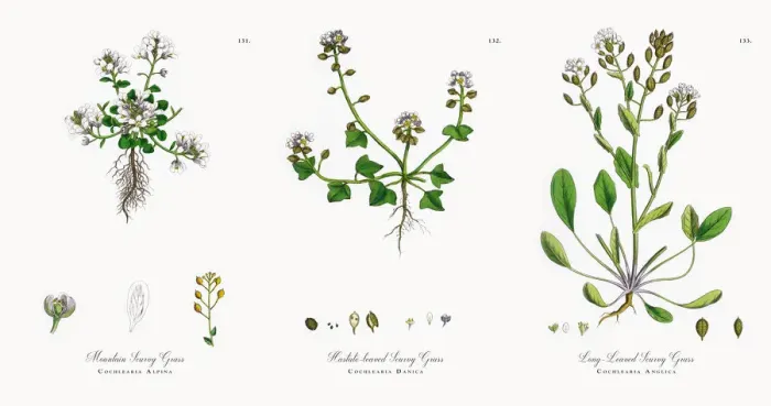 Framed Print : Mountain Scurvy Grass, Cochlearia Alpina, Victorian Botanical Illustration, 1863 Framed Print : Mountain Scurvy Grass, Cochlearia Alpina, Victorian Botanical Illustration, 1863