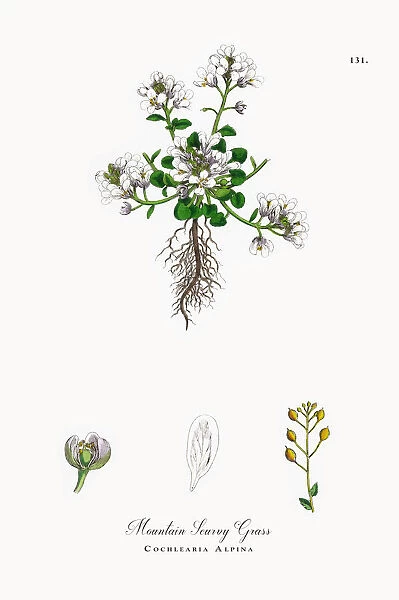 Mountain Scurvy Grass, Cochlearia Alpina, Victorian Botanical Illustration, 1863