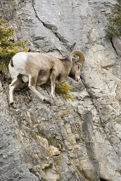 Mountain Sheep Precariously Perched On A Cliff Face