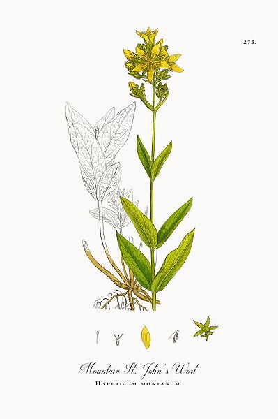 Mountain St. Johnas Wort, Hypericum montanum, Victorian Botanical Illustration, 1863
