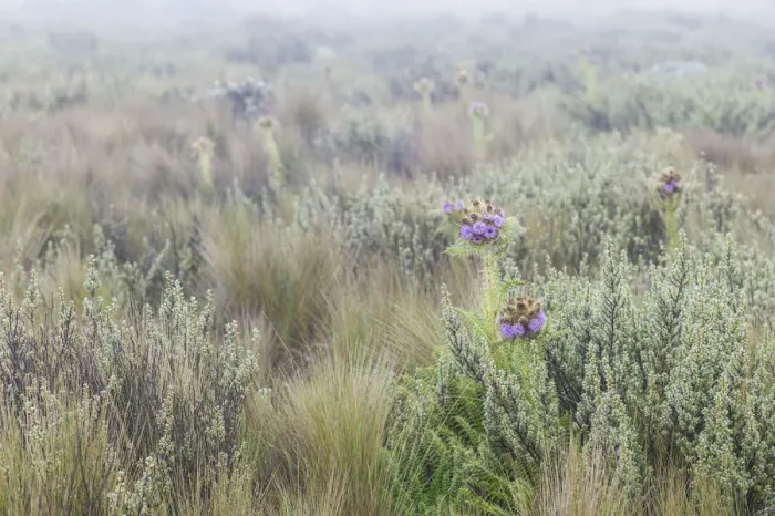 Framed Print : Mountain Thistle, Carduus keniensis, and tussock grass, moorland zone, Mount Kilimanjaro, Kilimanjaro Region, Tanzania Framed Print : Mountain Thistle, Carduus keniensis, and tussock grass, moorland zone, Mount Kilimanjaro, Kilimanjaro Region, Tanzania