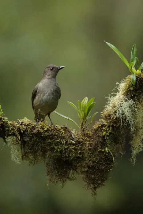 Framed Print : Mountain Thrush Framed Print : Mountain Thrush