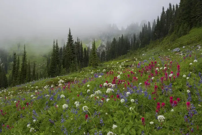 Framed Print : Mountain wildflowers in meadow, Mount Rainier, Washington State, USA