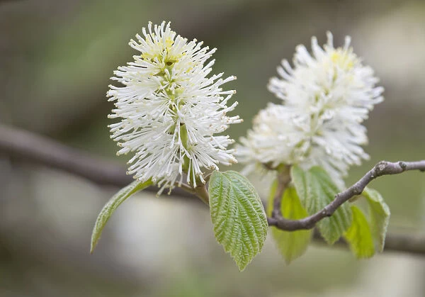 Mountain Witch Alder -Fothergilla major-, flowers and leaves, Thuringia, Germany