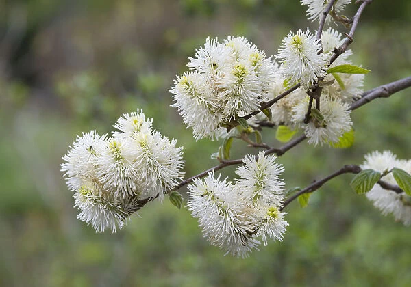 Mountain Witch Alder -Fothergilla major-, flowering, Thuringia, Germany