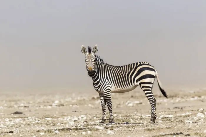 Framed Print : Mountain Zebra -Equus zebra-, Etosha National Park, Namibia Framed Print : Mountain Zebra -Equus zebra-, Etosha National Park, Namibia