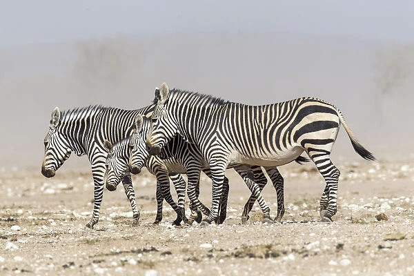 Mountain zebras -Equus zebra-, Etosha National Park, Namibia