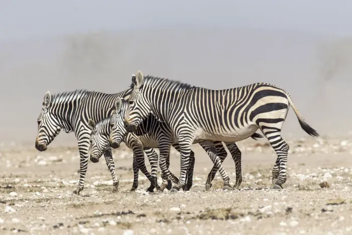 Framed Print : Mountain zebras -Equus zebra-, Etosha National Park, Namibia Framed Print : Mountain zebras -Equus zebra-, Etosha National Park, Namibia