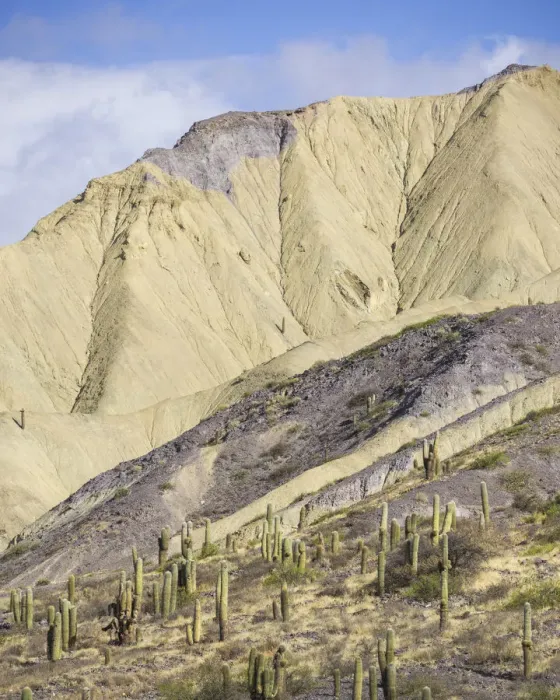 Framed Print : Mountains with Trichocereus pasacana cacti in the foreground, near Purmamarca, Jujuy Province, Argentina Framed Print : Mountains with Trichocereus pasacana cacti in the foreground, near Purmamarca, Jujuy Province, Argentina