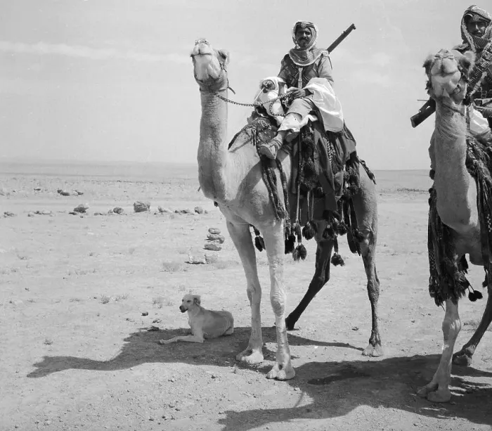 Framed Print : Mounted Bedoin Camel Corps Member Framed Print : Mounted Bedoin Camel Corps Member