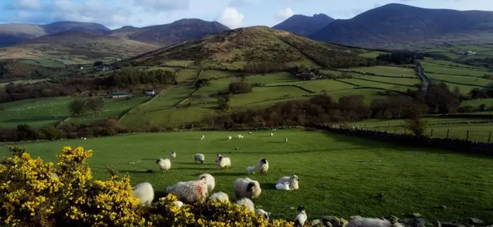 Framed Print : Mourne Mountains, County Down, Ireland, Sheep Near Tullymore Forest Park Framed Print : Mourne Mountains, County Down, Ireland, Sheep Near Tullymore Forest Park
