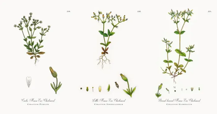 Framed Print : Mouse Ear Chickweed, Cerastium Pumilum, Victorian Botanical Illustration, 1863 Framed Print : Mouse Ear Chickweed, Cerastium Pumilum, Victorian Botanical Illustration, 1863