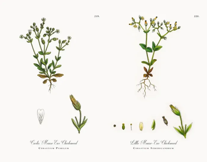 Framed Print : Mouse Ear Chickweed, Cerastium Pumilum, Victorian Botanical Illustration, 1863 Framed Print : Mouse Ear Chickweed, Cerastium Pumilum, Victorian Botanical Illustration, 1863