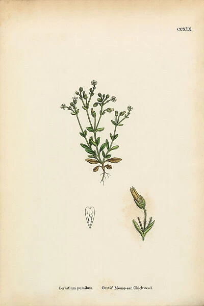 Mouse Ear Chickweed, Cerastium Pumilum, Victorian Botanical Illustration, 1863