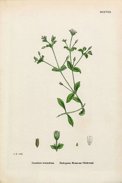 Mouse Ear Chickweed, Cerastium Tetrandrum, Victorian Botanical Illustration, 1863