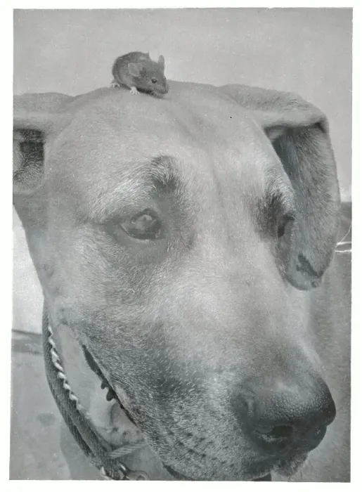 Framed Print : Mouse on Great Dane's Head