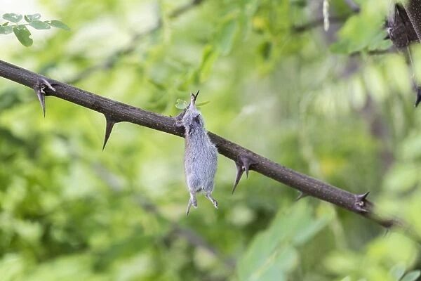 Mouse impaled on thorns, larder of a Red-backed Shrike