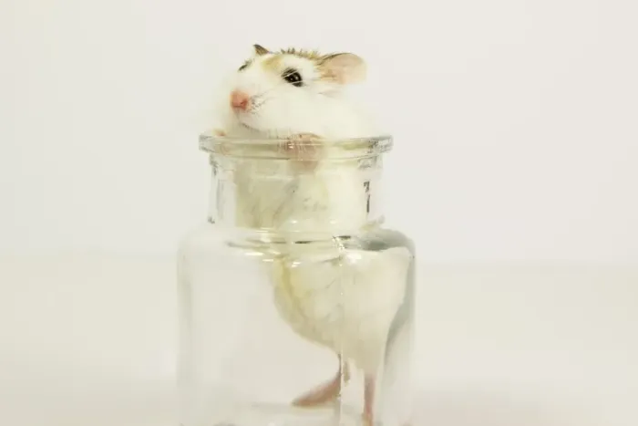 Framed Print : mouse inside a glass jar Framed Print : mouse inside a glass jar
