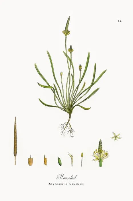 Framed Print : Mousetail, Myosurus minimus, Victorian Botanical Illustration, 1863 Framed Print : Mousetail, Myosurus minimus, Victorian Botanical Illustration, 1863