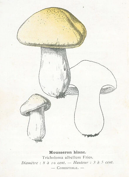 Mousseron mushroom engraving 1895