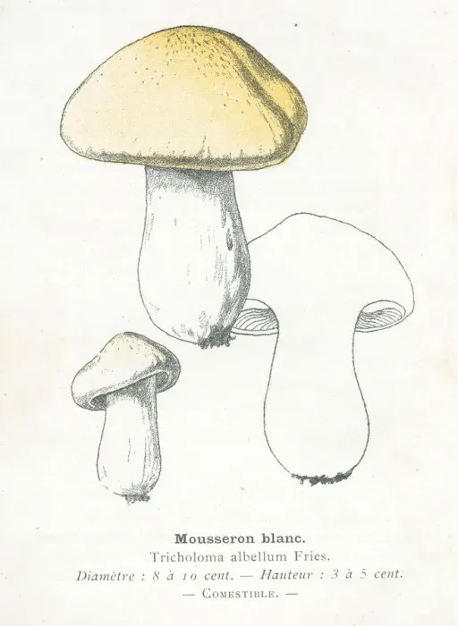 Framed Print : Mousseron mushroom engraving 1895 Framed Print : Mousseron mushroom engraving 1895