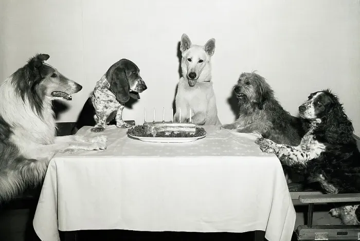 Framed Print : Movie Dog and Friends Celebrating Birthday Framed Print : Movie Dog and Friends Celebrating Birthday