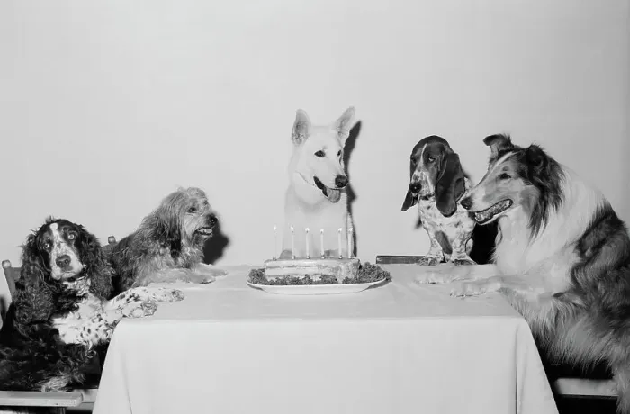 Framed Print : Movie Dog and Friends Celebrating Birthday Framed Print : Movie Dog and Friends Celebrating Birthday