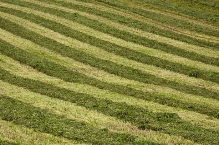 Framed Print : Mowed hay field with a striped pattern, Compton, Eastern Townships, Quebec Province, Canada Framed Print : Mowed hay field with a striped pattern, Compton, Eastern Townships, Quebec Province, Canada