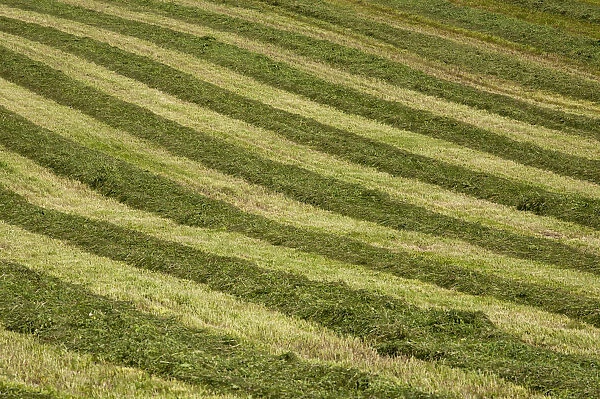 Mowed hay field with a striped pattern, Compton, Eastern Townships, Quebec Province, Canada