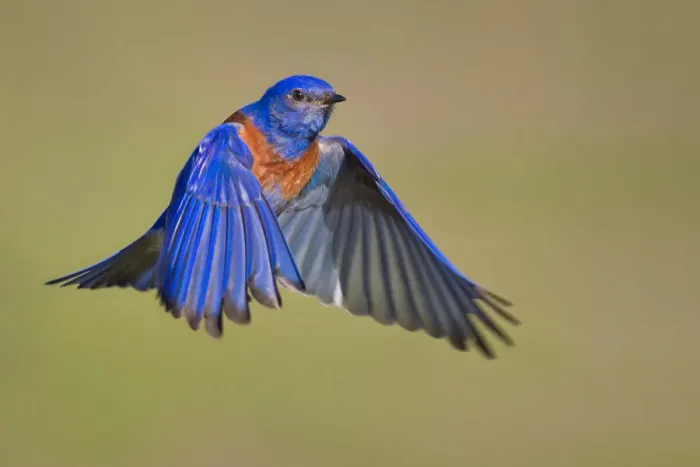 Framed Print : Mr. Bluebird Framed Print : Mr. Bluebird