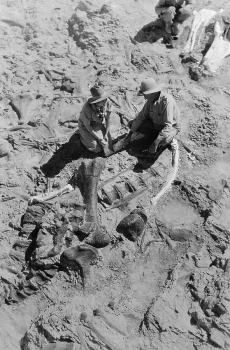 Framed Print : Mr. and Mrs. Barnum Brown Working on Prehistoric Bones Framed Print : Mr. and Mrs. Barnum Brown Working on Prehistoric Bones