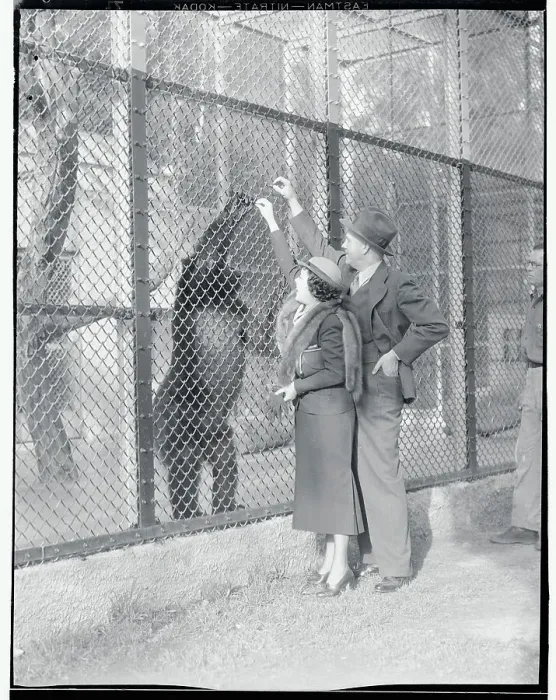 Framed Print : Mr. and Mrs. Martin Johnson Feeding a Gorilla Framed Print : Mr. and Mrs. Martin Johnson Feeding a Gorilla