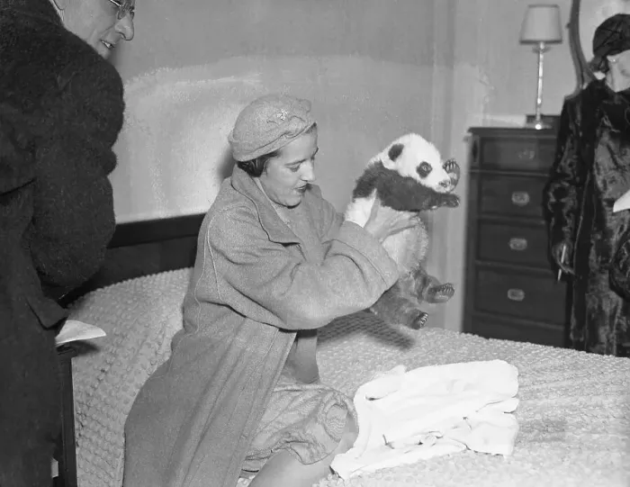 Framed Print : Mrs. William H. Harkness Holding Panda Framed Print : Mrs. William H. Harkness Holding Panda