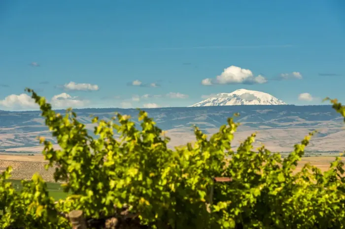 Framed Print : Mt. Adams overlooking Red Willow vineyards, Yakima Valley, Washington State, USA Framed Print : Mt. Adams overlooking Red Willow vineyards, Yakima Valley, Washington State, USA