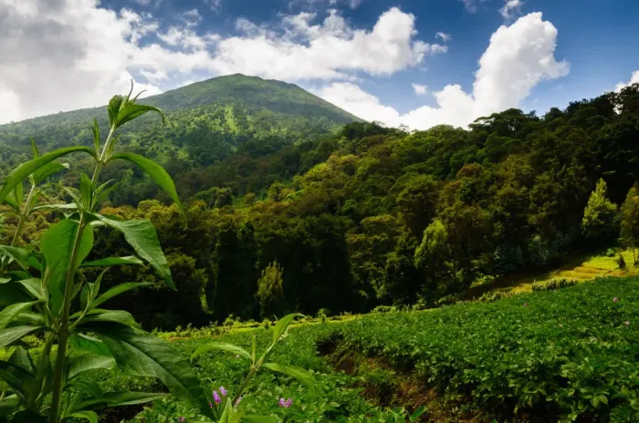 Framed Print : Mt. Bisoke