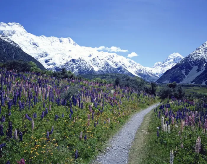 Framed Print : Mt Cook and Lupinus Flowers, New Zealand Framed Print : Mt Cook and Lupinus Flowers, New Zealand