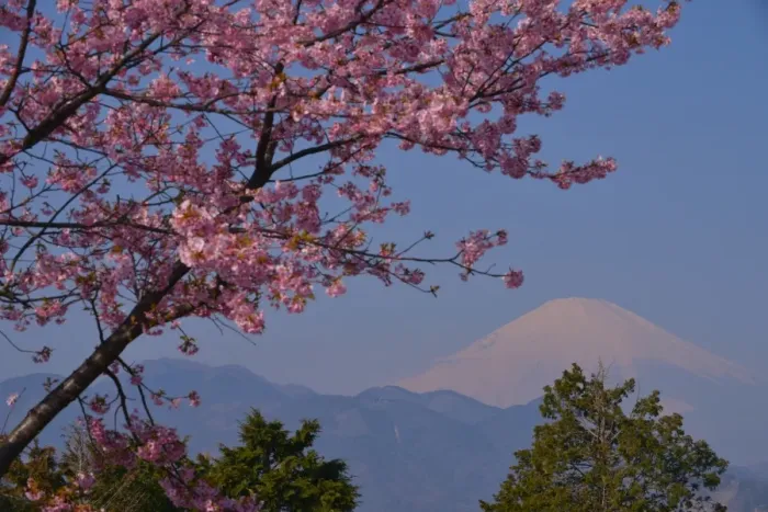 Framed Print : Mt Fuji and Cherry Blossom Framed Print : Mt Fuji and Cherry Blossom