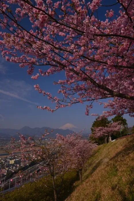 Framed Print : Mt Fuji and Cherry Blossom Framed Print : Mt Fuji and Cherry Blossom