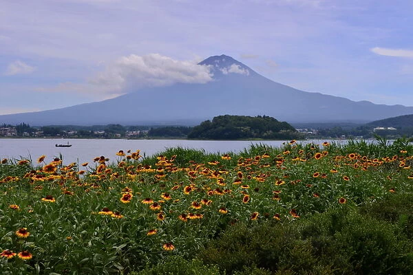 Mt Fuji and gaillardia (blanket flower)