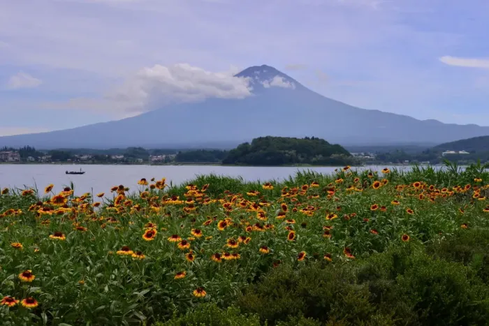 Framed Print : Mt Fuji and gaillardia (blanket flower) Framed Print : Mt Fuji and gaillardia (blanket flower)