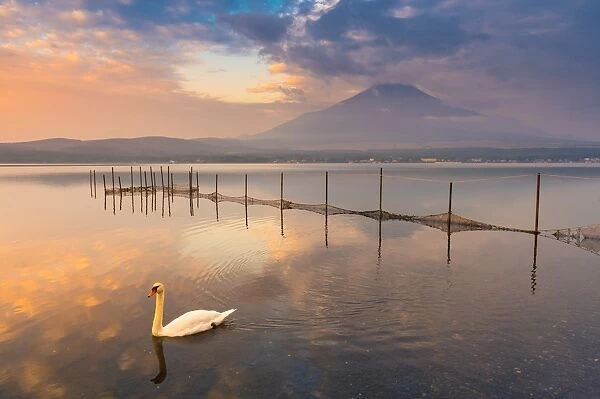 Mt Fuji at Lake Yamanaka with white swan
