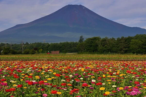 Mt Fuji and Multi-colored Zinnia