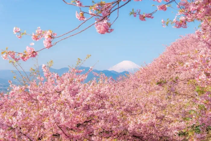 Framed Print : Mt. Fuji among sakura Framed Print : Mt. Fuji among sakura